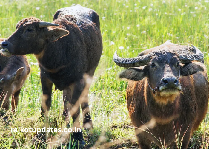 wellhealthorganic.com Health Benefits of Buffalo Milk